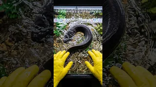 How powerful is an electric eel shock?