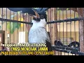 Download Lagu Suara Burung Kutilang Gacor ASLI Tanpa isian, Ampuh untuk Pikat Kutilang bikin kutilang Ribut gacor