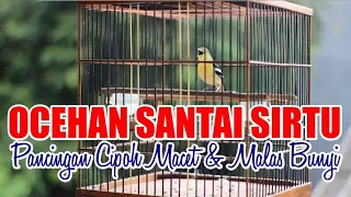 Download Ocehan Santai SIRTU SUMATERA GACOR, Cocok buat PANCINGAN CIPOH MACET dan MALAS BUNYI MP3