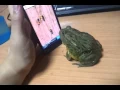 Download Lagu African Bull Frog ant crusher