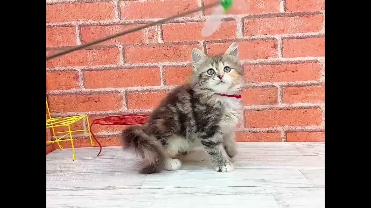 動画