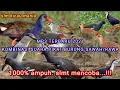Download Lagu TERBARU 2021| KOMBINASI SUARA PIKAT BURUNG SAWAH/RAWA