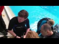 Dolphins endoscopy