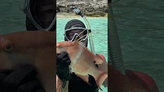 Fresh catch Hogfish. #johnsoncay #raggedislands #bahamas #sailing