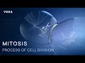 Mitosis in action the fascinating process of cell division in 3D