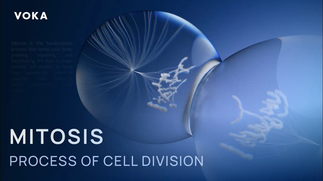 VOKA mitosis animation