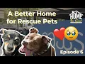 Home For Good Full Episode - PAWS Atlanta Second Chances