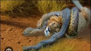 lion vs python