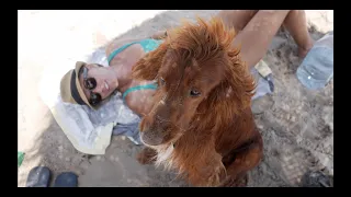 SAILING – Meet Red the Irish Setter SAILOR DOG – Ep. 26