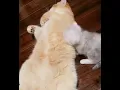 Lagu A mommy cat hugging her baby cute kitten😻
