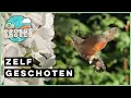 Download Lagu Kolibrievlinder drinkt nectar | Zelf Geschoten | Vroege Vogels