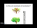 Cladogram Part 1