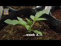 Download Lagu Sweet Seeds Timelapse days 1-23