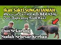 Lagu Lingkaran Aneh ikan Sakti Sungai Janiah. Anda Wajib Tahu. #WisataSumbar #TempatLiburan