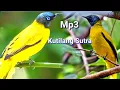 Download Lagu SUARA PIKAT KUTILANG SUTRA/SIPERCANG/CUCAK KURINCANG