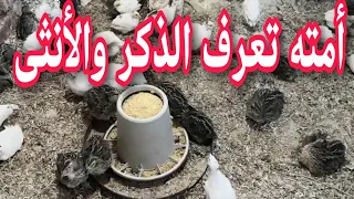 العمر الصحيح للتفريق بين الذكر والأنثى في السمان الأبيض والأسمر دندنها