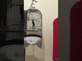 Kinoi isian kenari