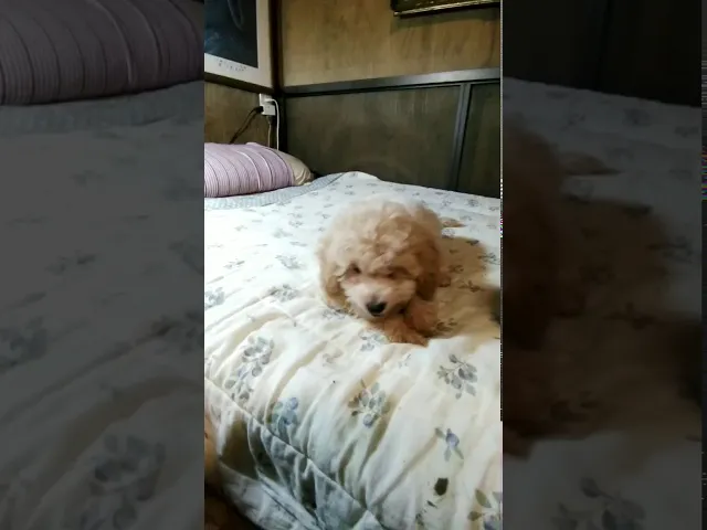 動画