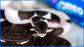 The PERFECT Black and White Pied 167