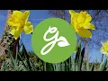 Care for Bulbs After Bloom - When to Safely Remove Flowers & Foliage