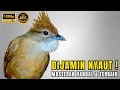 Download Lagu 🔴 SUARA KAPAS TEMBAK GACOR DOR MASTERAN BURUNG TERBAIK 2025 !