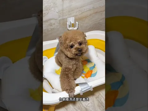 You Wonβt Believe This Dogβs Transformation! πΆπ³