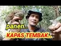 Download Lagu MIKAT KAPAS TEMBAK DAPAT BANYAK #mikat #kapastembak #hutankalimantan