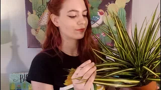 my top 3 hard to kill houseplants asmr