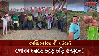 একটি পোকা ধরতে মেক্সিকোতে শত শত মানুষের দৌড়, কিন্তু কেন? | Festival del Chapulín