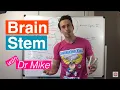Brain Stem Midbrain Pons and Medulla