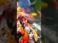 Download Lagu Koi Top Level mix Koi Fish Amazing koi fish mix to upgrage view with 50000$