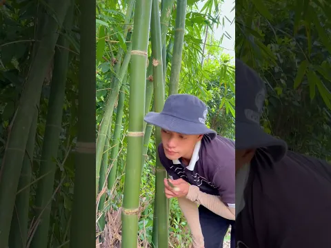 Survival Skills: How to Get Water from a BAMBOO Tree 💧🌍#ohd #survival #camping #bushcraft #skills
