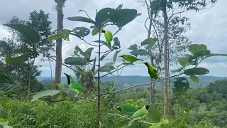 cara paling mudah dan efektif menangkap burung cucak ijo di ranting tanpa pemikat