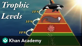 Trophic levels | Middle school biology | Khan Academy