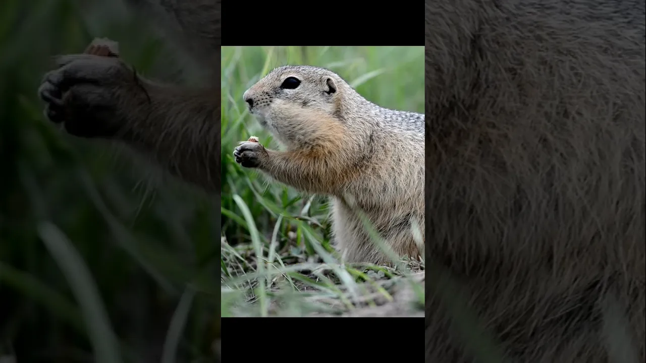 Ground Squirrel 🐿️