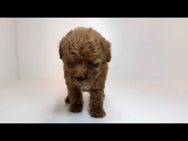 動画
