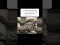 Download Lagu ternyata burung ini yg selalu bunyi habis magrib, tapi ngga keliatan burungnya #shortvideo