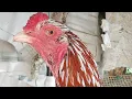 Download Lagu kelebihan dan kekurangan ayam Bangkok blorok madu .