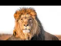 Lagu The Brutal Battle for the Lion Pride (Animal Documentary)