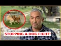 Download Lagu STOPPING A DOG FIGHT | Cesar 911