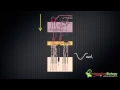 032 Visual Processing in the Retina