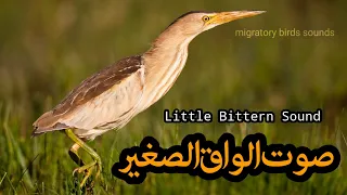 صوت الواق الصغير غرق Little Bittern Sound 
