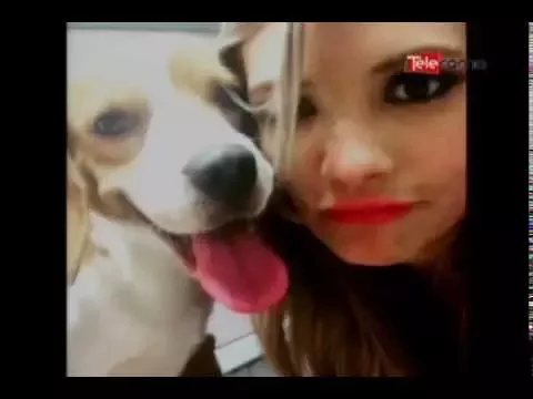 Policía adiestrará gratuitamente a 100 canes