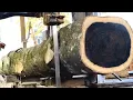 The Longest Black Grain Rare Wood Ever - at the Sawmill