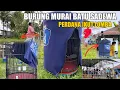 Download Lagu BURUNG MURAI BATU PERTAMA KALI IKUT LOMBA