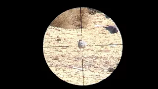 صيد حمام أحترافى بندقية الهوائية 