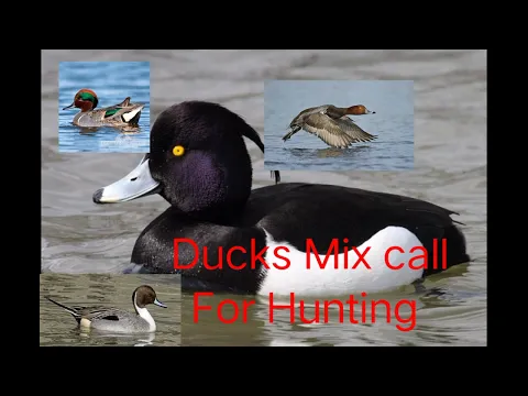 Download MP3 Mix duck call For hunting All Duck Hunting call