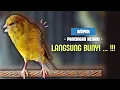 Download Lagu Langsung BUNYI❗Kenari GACOR PANCINGAN KENARI Paud Agar BUNYI - Kenari PAUD Belajar BUNYI || 574