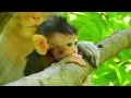 Download Lagu 🔴LIVE: Emotional Walk Begins! Newborn Tries to Walk, Sabe the Mom Stands Strong Beside