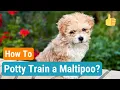 11 Effective Potty Training Tips - How to Potty Train a Maltipoo